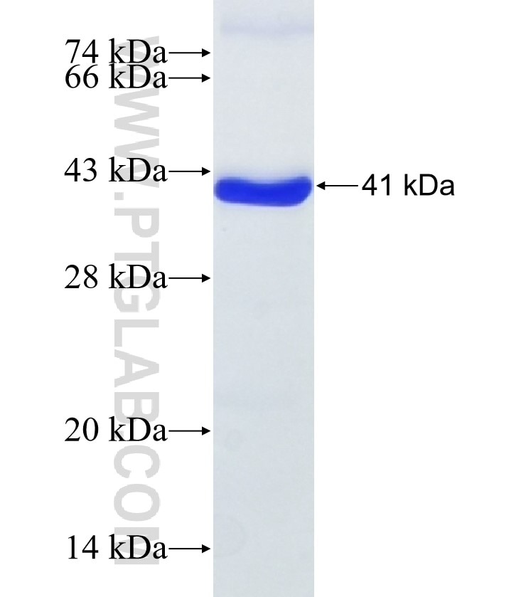 FSTL1 fusion protein Ag33795 SDS-PAGE
