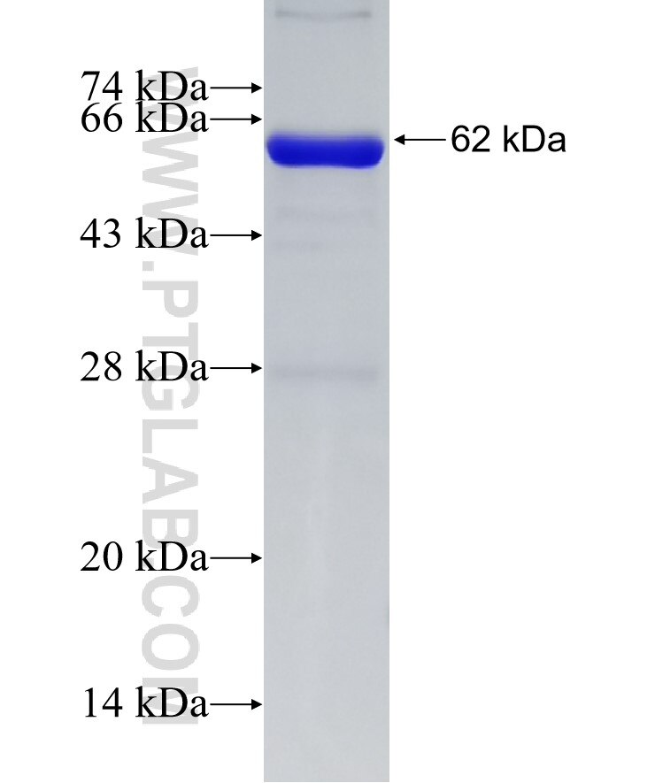 FSTL1 fusion protein Ag14057 SDS-PAGE