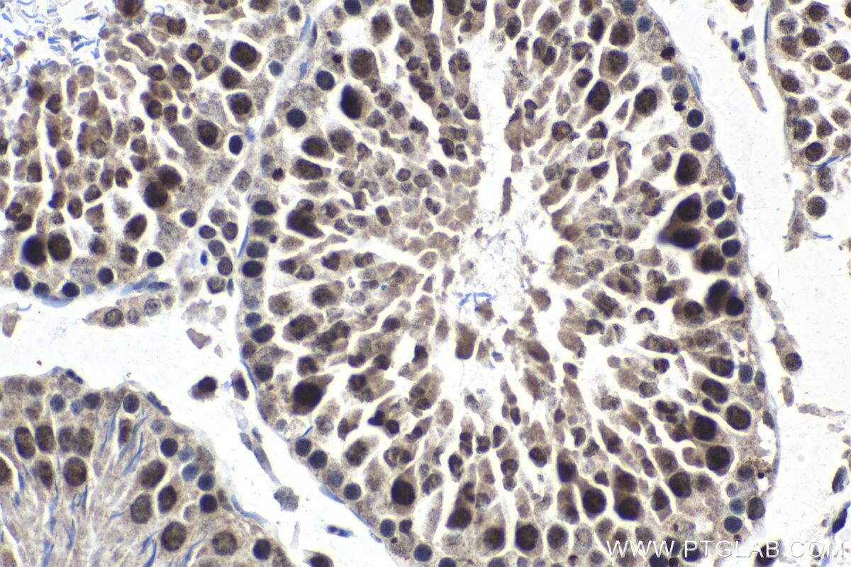 Immunohistochemistry (IHC) staining of rat testis tissue using FSTL3 Polyclonal antibody (28218-1-AP)