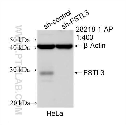 Western Blot (WB) analysis of HeLa cells using FSTL3 Polyclonal antibody (28218-1-AP)