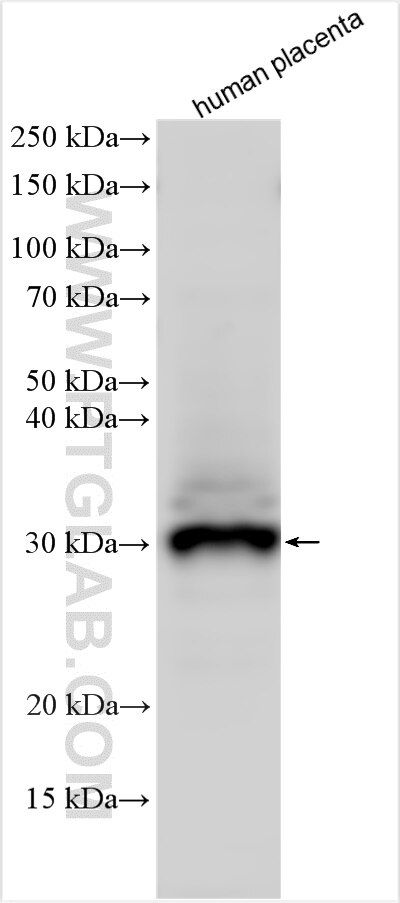 Western Blot (WB) analysis of various lysates using FSTL3 Polyclonal antibody (28218-1-AP)