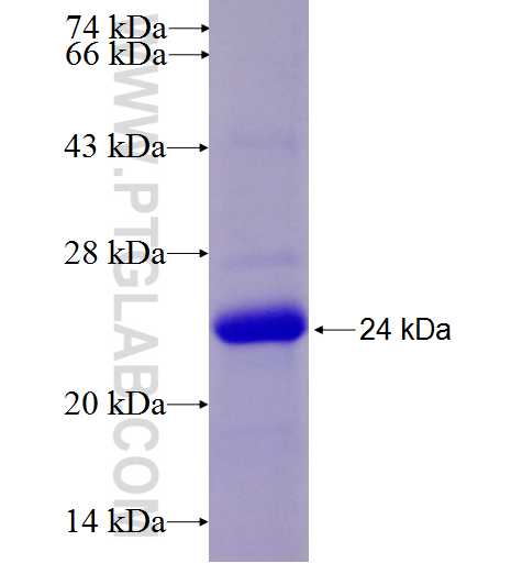 FSTL3 fusion protein Ag27626 SDS-PAGE