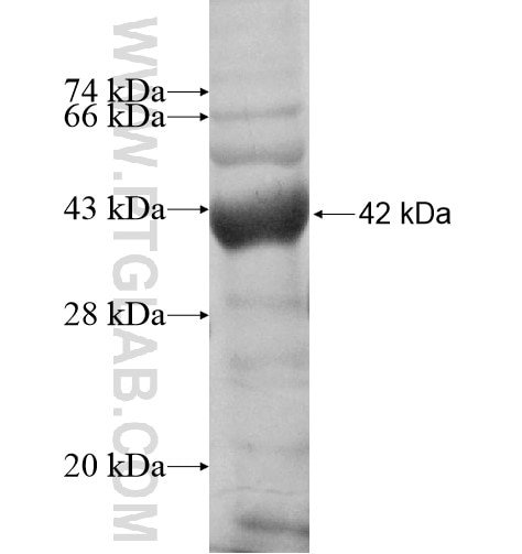 FSTL4 fusion protein Ag11550 SDS-PAGE