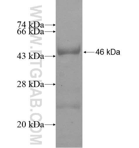 FSTL5 fusion protein Ag11347 SDS-PAGE