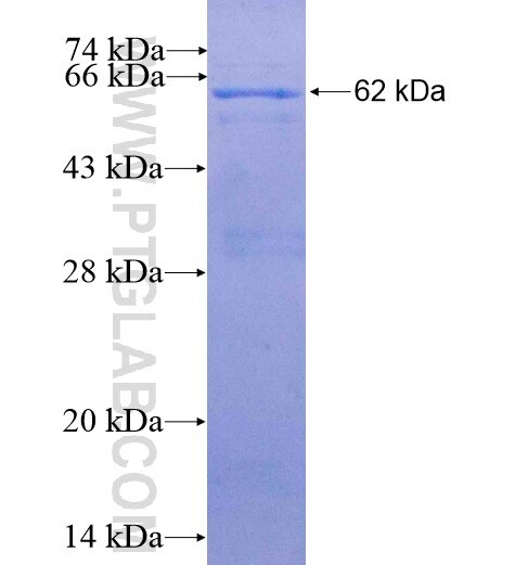 FSTL5 fusion protein Ag11375 SDS-PAGE