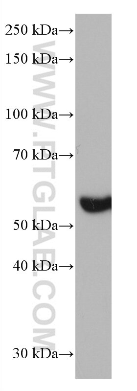 WB analysis of rat liver using 66979-1-Ig