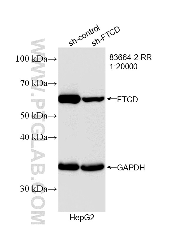 WB analysis of HepG2 using 83664-2-RR Western Blot (WB) analysis of HepG2 cells using FTCD Recombinant monoclonal antibody (83664-2-RR)