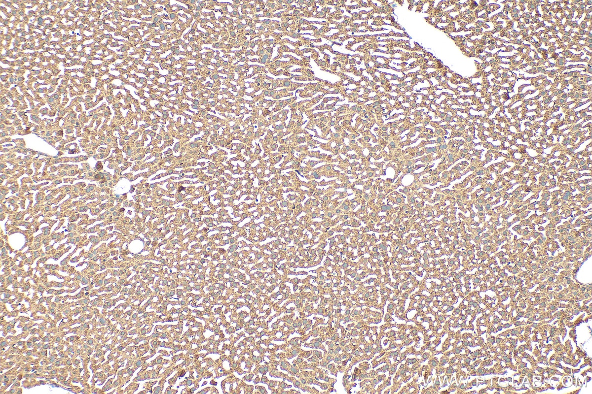 Immunohistochemistry (IHC) staining of mouse liver tissue using Ferritin heavy chain Polyclonal antibody (11682-1-AP)