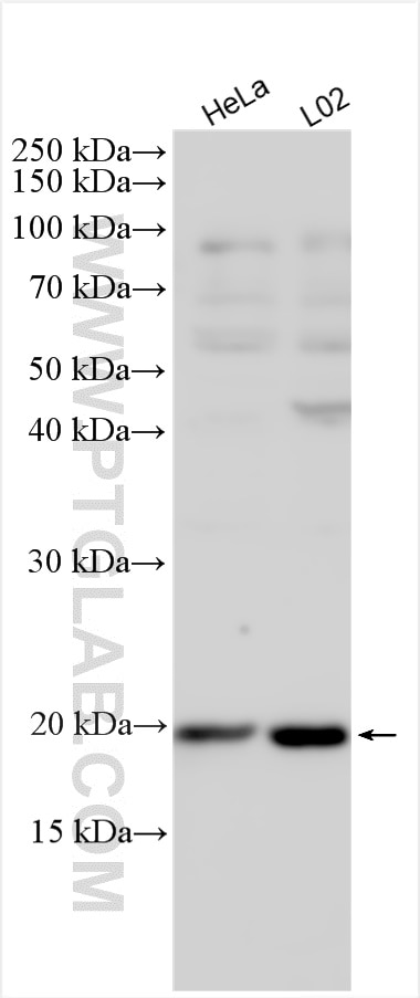 Western Blot (WB) analysis of various lysates using Ferritin heavy chain Polyclonal antibody (11682-1-AP)