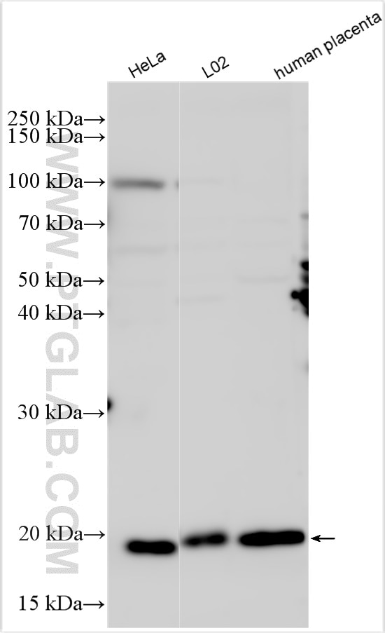 Western Blot (WB) analysis of various lysates using Ferritin heavy chain Polyclonal antibody (11682-1-AP)