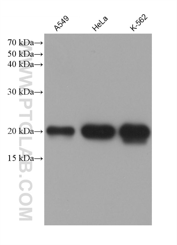 Western Blot (WB) analysis of various lysates using Ferritin heavy chain Monoclonal antibody (60875-5-Ig)