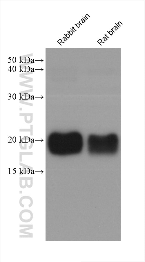 Western Blot (WB) analysis of various lysates using Ferritin heavy chain Monoclonal antibody (60875-5-Ig)