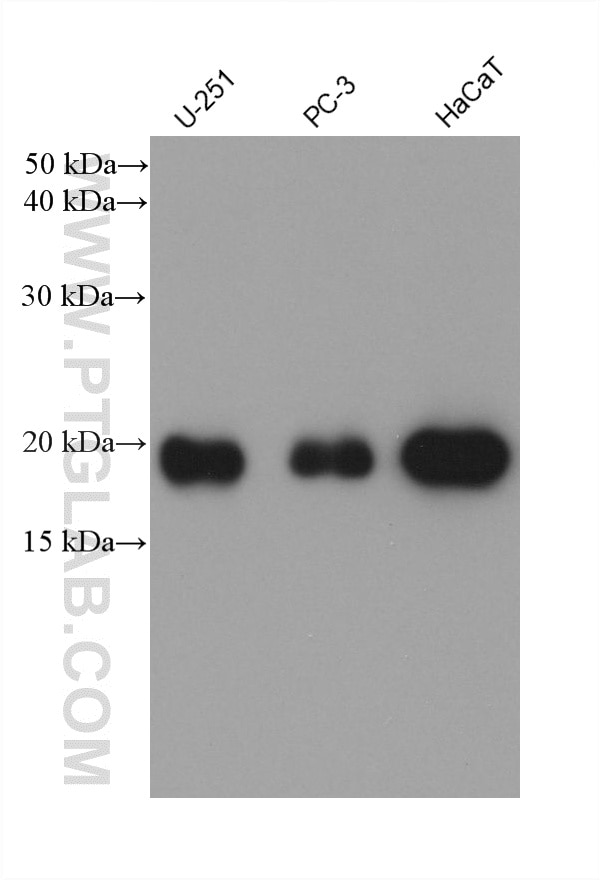 Various lysates were subjected to SDS PAGE followed by western blot with 60875-5-Ig (Ferritin heavy chain antibody) at dilution of 1:10000 incubated at room temperature for 1.5 hours. Western Blot (WB) analysis of various lysates using Ferritin heavy chain Monoclonal antibody (60875-5-Ig)