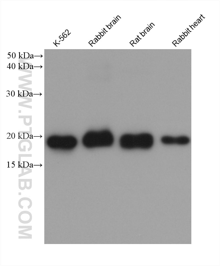 Various lysates were subjected to SDS PAGE followed by western blot with 60875-5-Ig (Ferritin heavy chain antibody) at dilution of 1:10000 incubated at room temperature for 1.5 hours. Western Blot (WB) analysis of various lysates using Ferritin heavy chain Monoclonal antibody (60875-5-Ig)