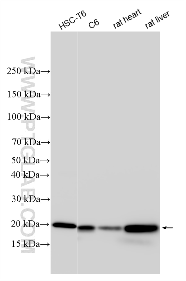 WB analysis using 60875-5-Ig Western Blot (WB) analysis of various lysates using Ferritin heavy chain Monoclonal antibody (60875-5-Ig)