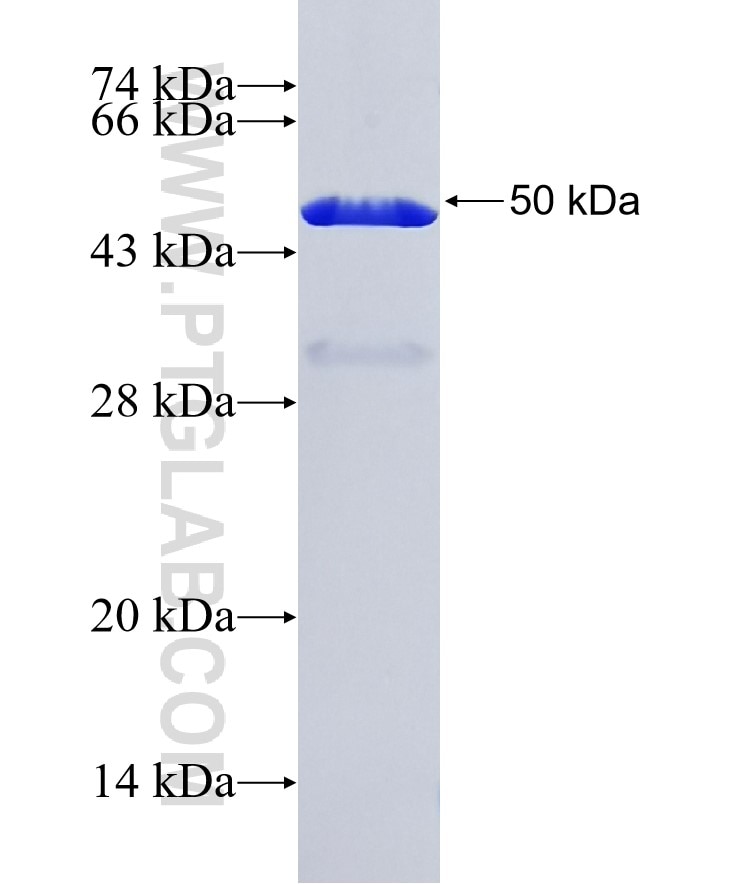 FTH1 fusion protein Ag2290 SDS-PAGE
