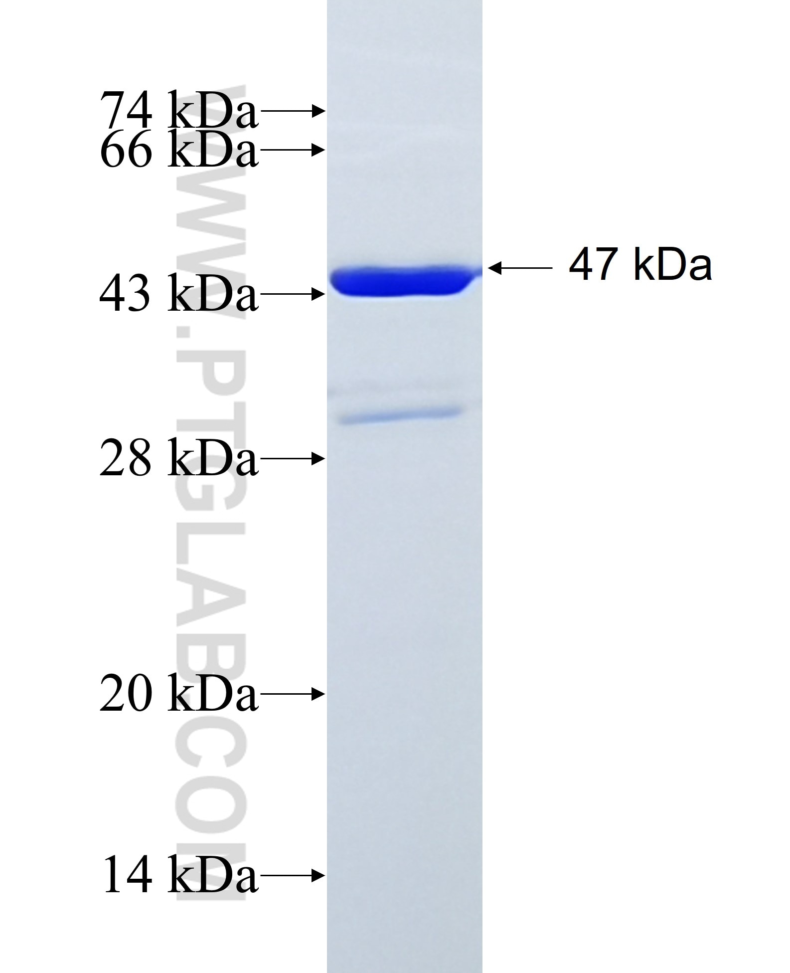 FTH1 fusion protein Ag2290 SDS-PAGE