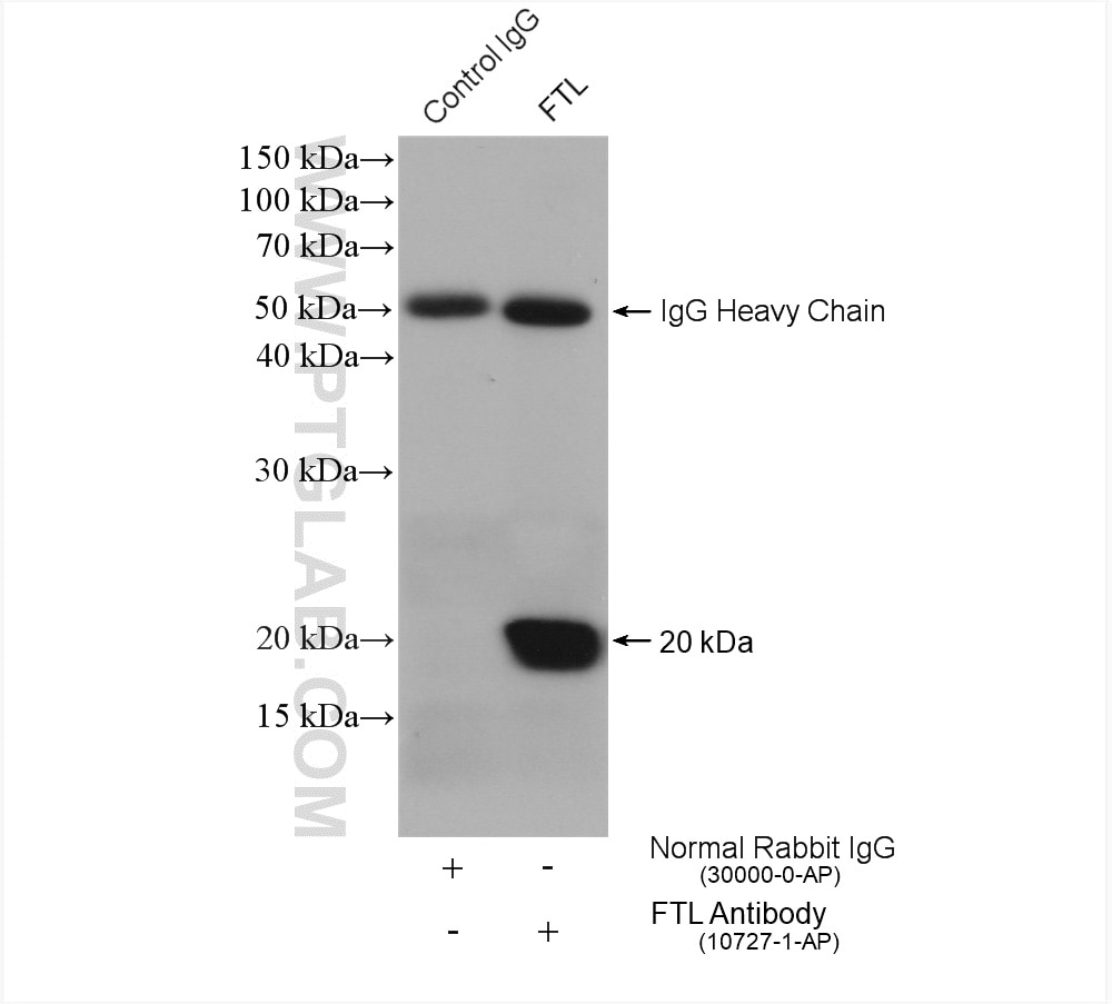 Immunoprecipitation (IP) experiment of mouse liver tissue using Ferritin light chain Polyclonal antibody (10727-1-AP)