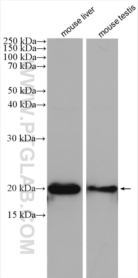 Western Blot (WB) analysis of various lysates using Ferritin light chain Polyclonal antibody (10727-1-AP)