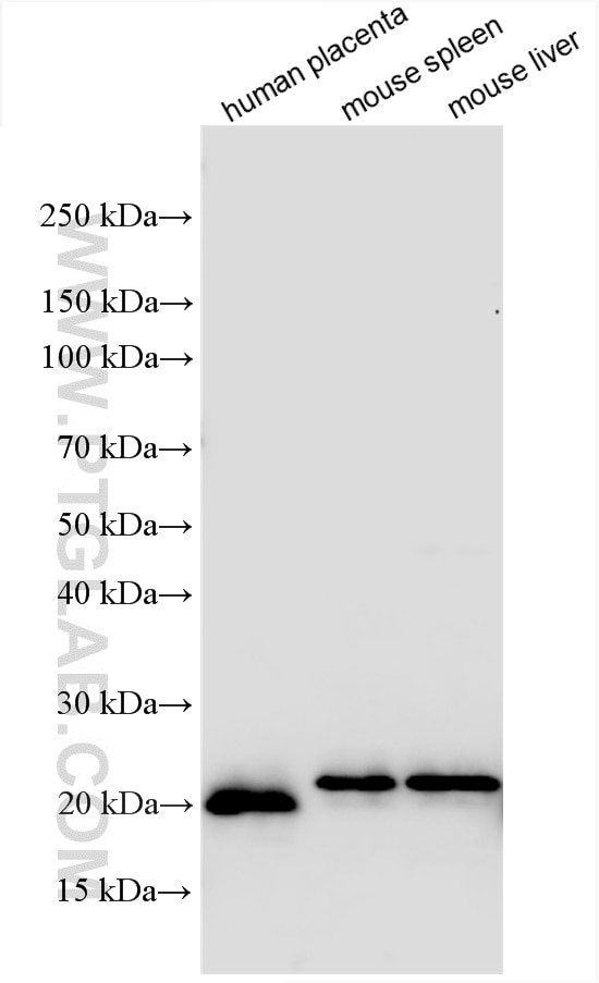 Western Blot (WB) analysis of various lysates using Ferritin light chain Polyclonal antibody (10727-1-AP)