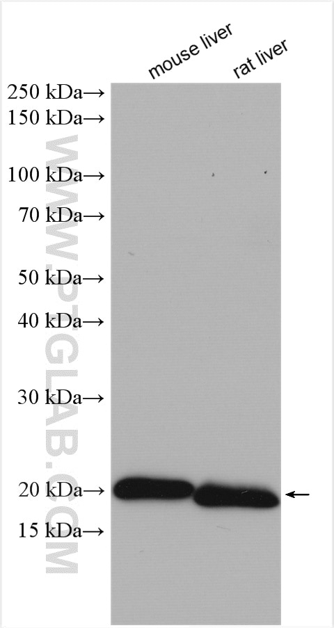 Western Blot (WB) analysis of various lysates using Ferritin light chain Polyclonal antibody (10727-1-AP)