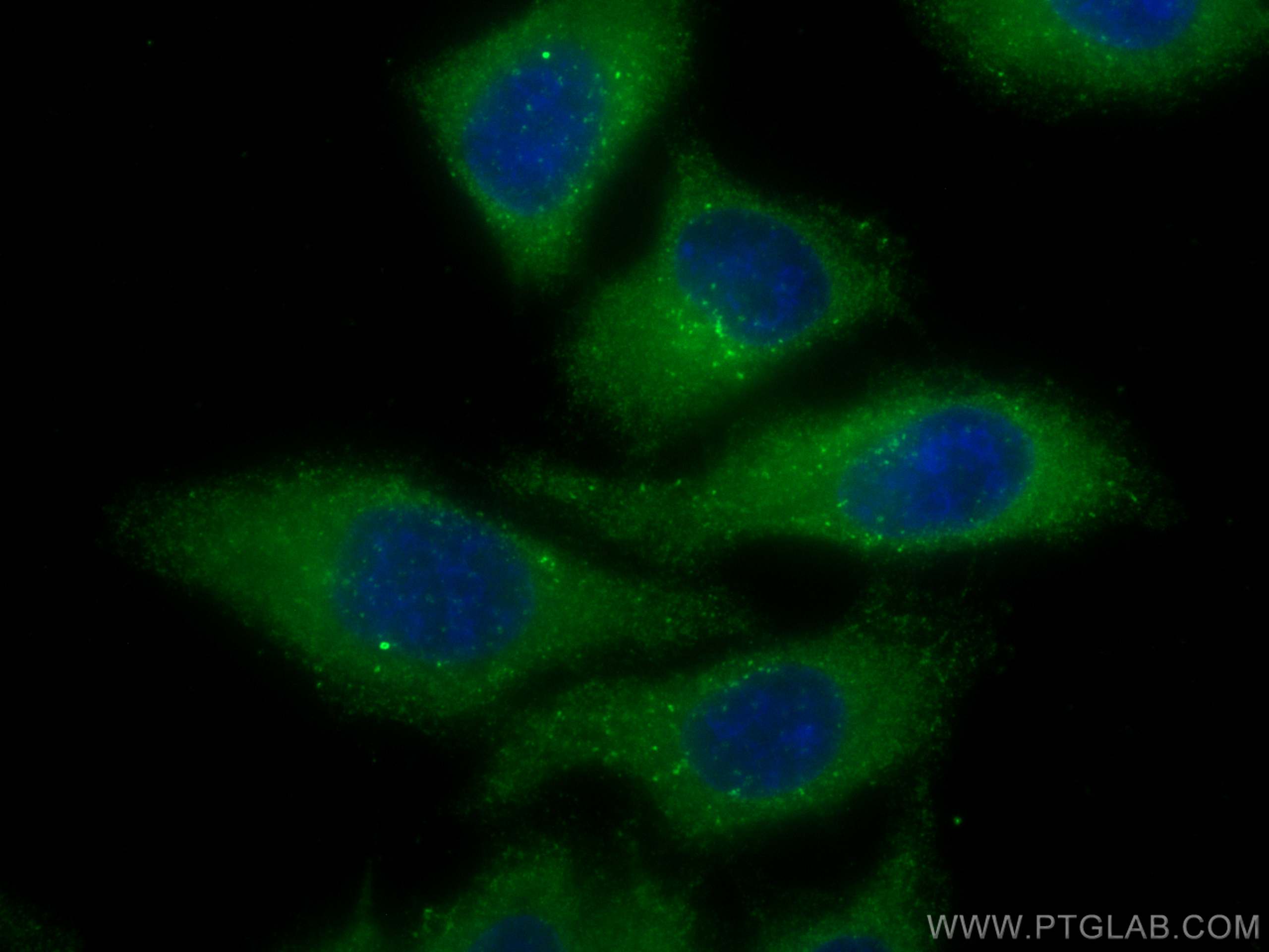 Immunofluorescence (IF) / fluorescent staining of HepG2 cells using Ferritin light chain Monoclonal antibody (68068-1-Ig)
