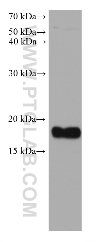 Western Blot (WB) analysis of A549 cells using Ferritin light chain Monoclonal antibody (68068-1-Ig)