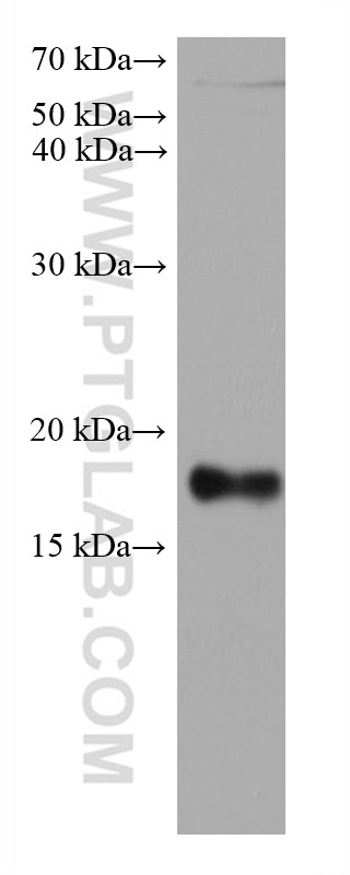 Western Blot (WB) analysis of HeLa cells using Ferritin light chain Monoclonal antibody (68068-1-Ig)