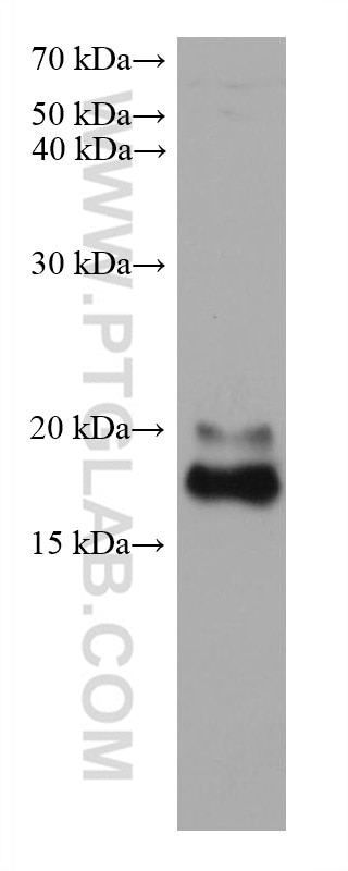 Western Blot (WB) analysis of HepG2 cells using Ferritin light chain Monoclonal antibody (68068-1-Ig)