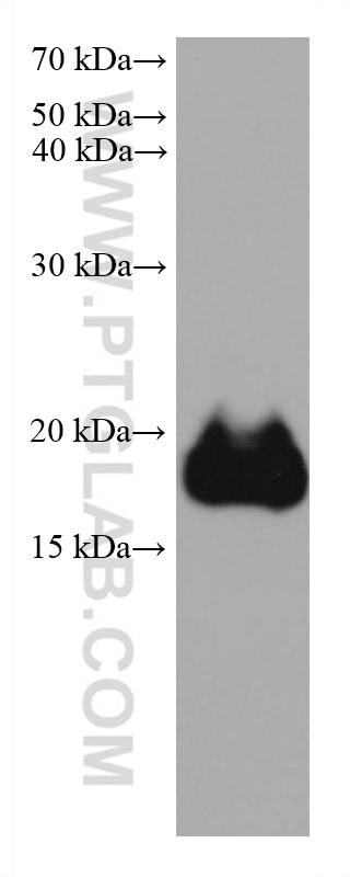 Western Blot (WB) analysis of human placenta tissue using Ferritin light chain Monoclonal antibody (68068-1-Ig)