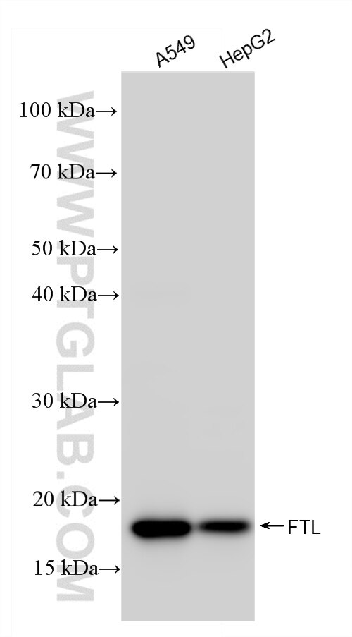 Western Blot (WB) analysis of various lysates using FTL Recombinant antibody (81166-3-RR)