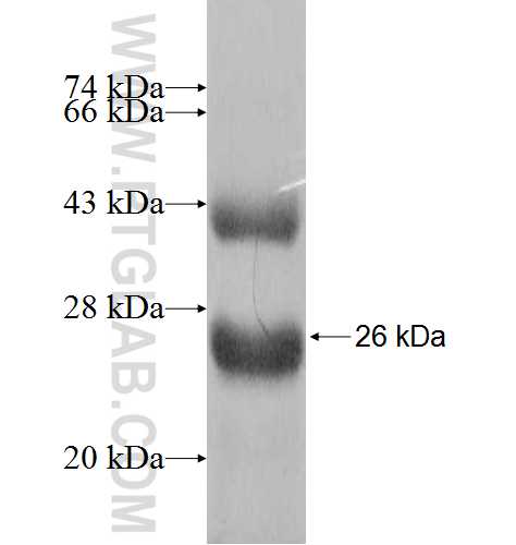 FTL fusion protein Ag8310 SDS-PAGE