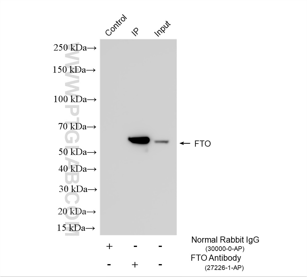 IP experiment of A549 using 27226-1-AP (same clone as 27226-1-PBS) Immunoprecipitation (IP) experiment of A549 cells using FTO Polyclonal antibody (27226-1-AP)