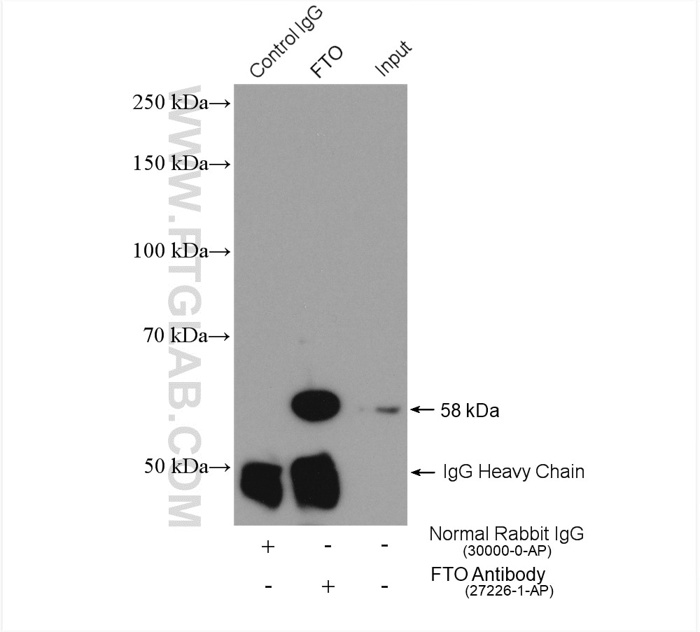 Immunoprecipitation (IP) experiment of mouse brain tissue using FTO Polyclonal antibody (27226-1-AP)