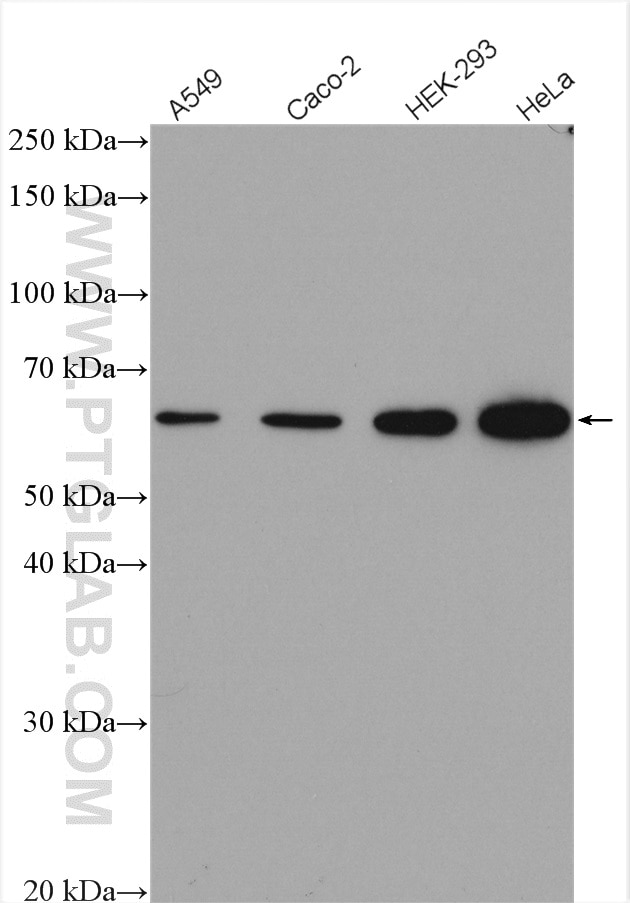 Western Blot (WB) analysis of various lysates using FTO Polyclonal antibody (27226-1-AP)
