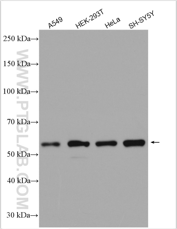 Western Blot (WB) analysis of various lysates using FTO Polyclonal antibody (27226-1-AP)