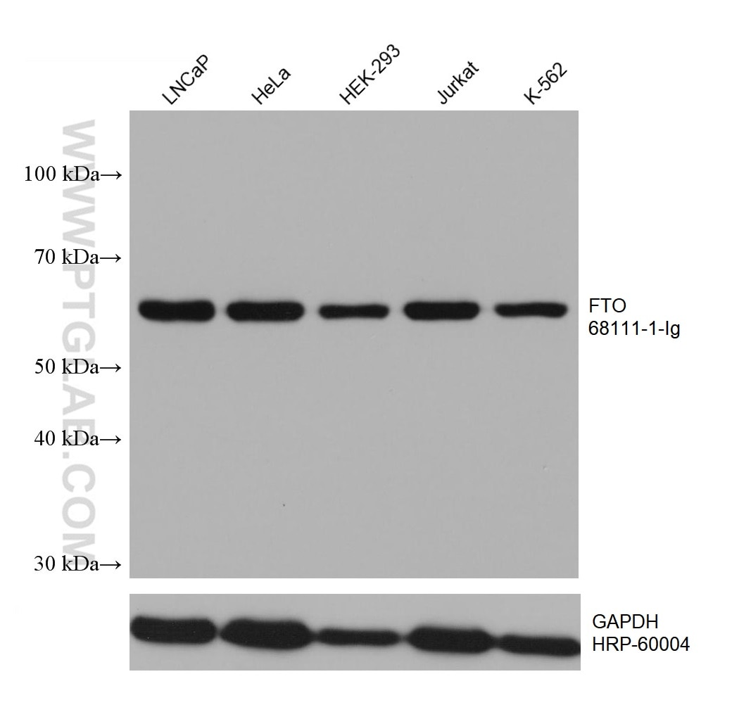 Western Blot (WB) analysis of various lysates using FTO Monoclonal antibody (68111-1-Ig)