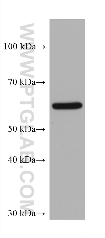 Western Blot (WB) analysis of NIH/3T3 cells using FTO Monoclonal antibody (68111-1-Ig)