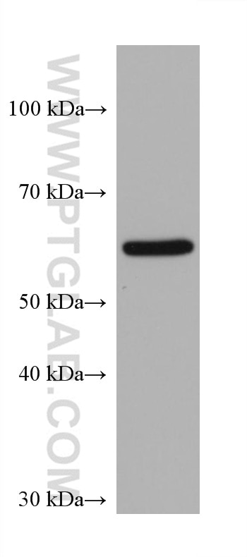 WB analysis of NIH/3T3 using 68111-1-Ig