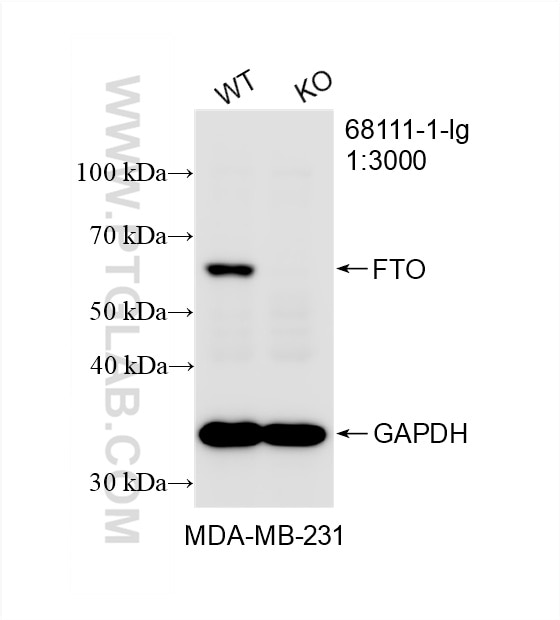 Western Blot (WB) analysis of MDA-MB-231 cells using FTO Monoclonal antibody (68111-1-Ig)