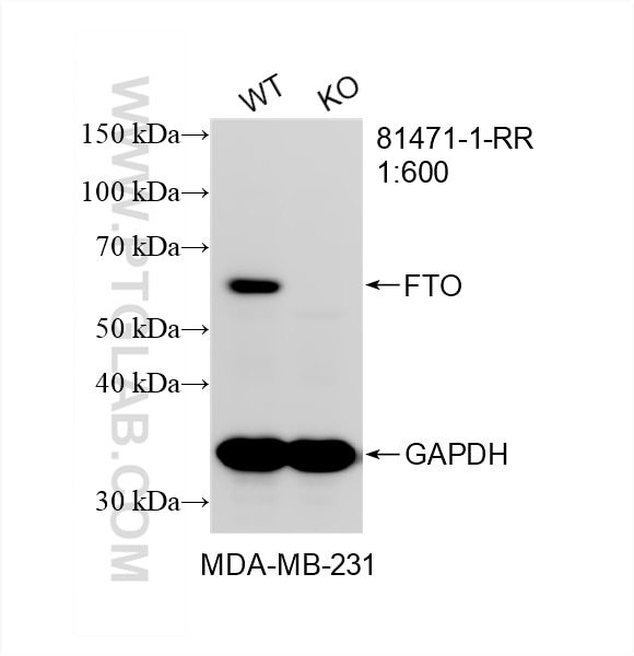 Western Blot (WB) analysis of MDA-MB-231 cells using FTO Recombinant antibody (81471-1-RR)