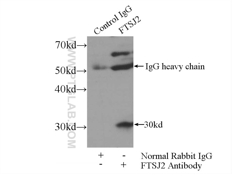 Immunoprecipitation (IP) experiment of mouse skeletal muscle tissue using FTSJ2 Polyclonal antibody (22556-1-AP)
