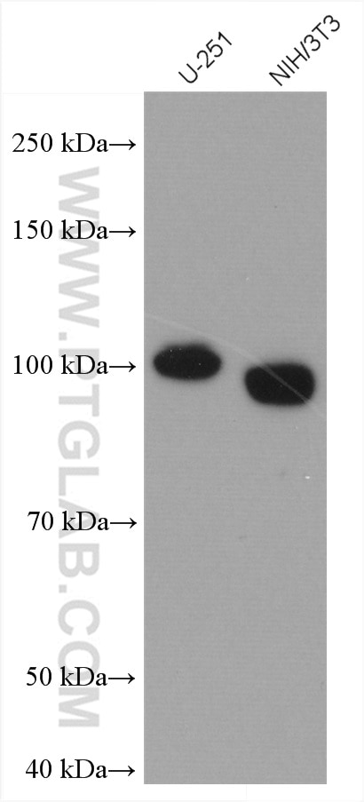 Western Blot (WB) analysis of various lysates using FTSJD2 Polyclonal antibody (27707-1-AP)