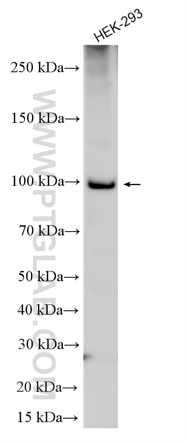 WB analysis using 27707-1-AP Western Blot (WB) analysis of various lysates using FTSJD2 Polyclonal antibody (27707-1-AP)