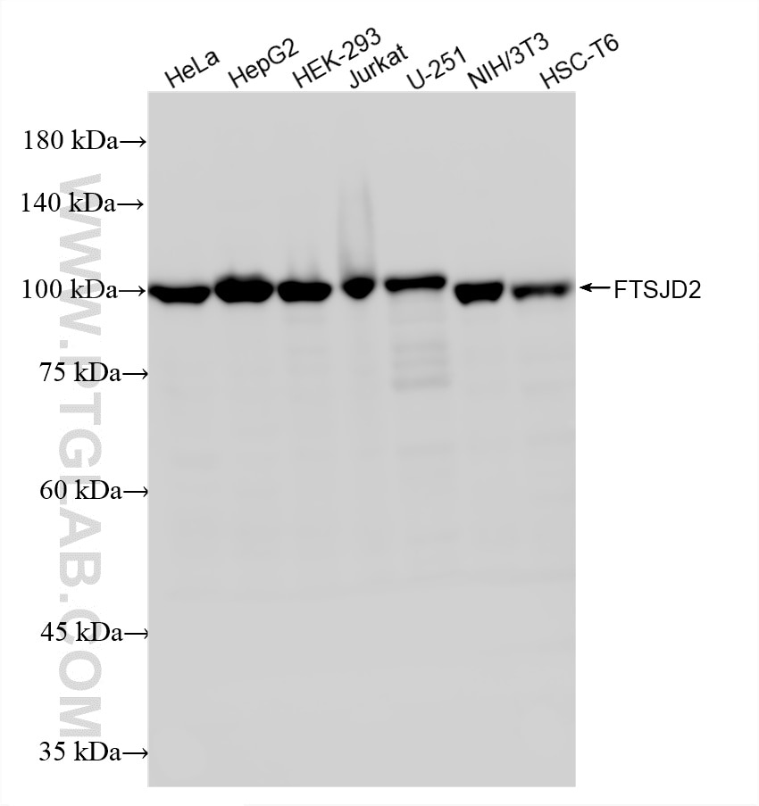 WB analysis using 87843-1-RR (same clone as 87843-1-PBS) Western Blot (WB) analysis of various lysates using FTSJD2 Recombinant monoclonal antibody (87843-1-RR)