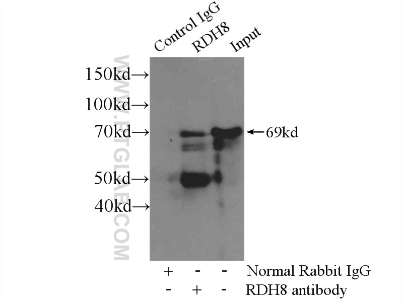 IP experiment of SH-SY5Y using 24864-1-AP