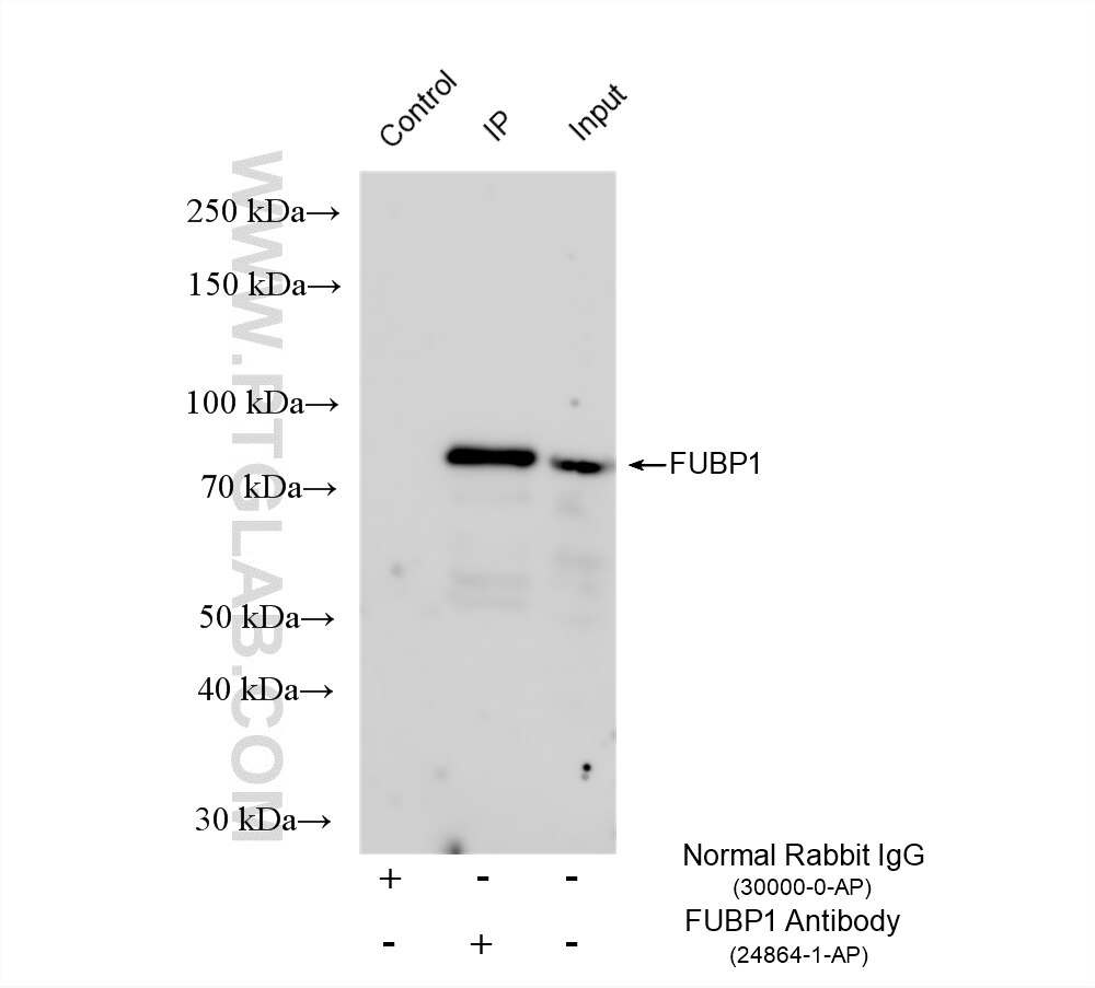 Immunoprecipitation (IP) experiment of SH-SY5Y cells using FUBP1 Polyclonal antibody (24864-1-AP)