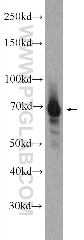 Western Blot (WB) analysis of K-562 cells using FUBP1 Polyclonal antibody (24864-1-AP)