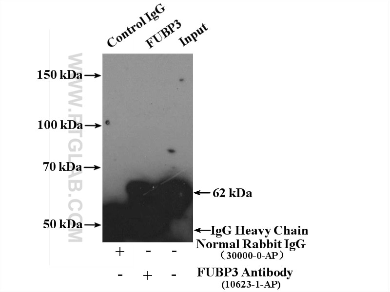 Immunoprecipitation (IP) experiment of HEK-293 cells using FUBP3 Polyclonal antibody (10623-1-AP)