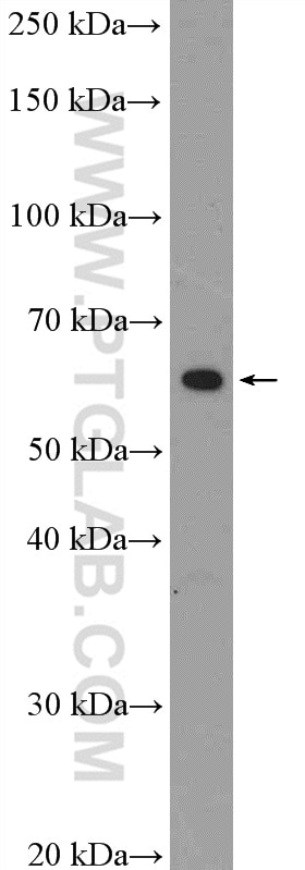 Western Blot (WB) analysis of HEK-293 cells using FUBP3 Polyclonal antibody (10623-1-AP)